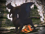 Rating: e
ID: 538545
Date: 2014-09-25 16:18:25 -0400
Status: active
Score: 95
2014 3d_(artwork) 3d_animation 4:3 all_fours animated anthro anthro_on_taur anthro_penetrated anus backsack balls big_breasts big_dom_small_sub black_body black_fur breasts breath butt cavafly01 chimera close-up deer digital_media_(artwork) dominant duo erection feathered_wings feathers felid female female_on_taur female_penetrated flash_conversion fur genitals high_framerate interspecies larger_male loop lying male male/female male_on_anthro male_penetrating male_penetrating_female mammal nipples no_sound nude on_front pantherine panting penetration penile penile_penetration penis penis_in_vagina rear_view scotty_panthertaur sex short_playtime side_boob size_difference smaller_female smaller_penetrated taur taur_penetrating taur_penetrating_anthro vaginal vaginal_penetration vulva webm wings post #538545