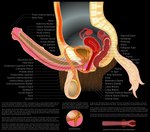 Rating: e
ID: 4014899
Date: 2023-04-25 23:55:18 -0400
Status: active
Score: 180
alpha_channel anatomical_diagram anatomy anatomy_chart anatomy_reference animal_genitalia animal_penis anthro anus balls big_balls biological_illustration bladder bone brown_body brown_fur cervix chart cross_section detailed diagram digital_drawing_(artwork) digital_media_(artwork) educational english_text epididymis equid equine equine_genitalia equine_penis erection fallopian_tubes fk2169 flared_penis fur genitals herm hi_res horse internal internal_anal internal_vaginal intersex label maleherm mammal medial_ring medical_illustration organs ovaries penis prostate reproductive_anatomy science_fiction simple_background solo spine tail technical_illustration text transparent_background urethra uterus vertebrae vulva white_tail post #4014899