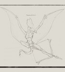 absurd_res anthro archer arrow_(weapon) black_and_white bottomwear bow_(weapon) breasts clothed clothing english_text female flying foot_archery front_view full-length_portrait graphite_(artwork) hand_feet handwritten_text hi_res letterbox line_art loincloth membrane_(anatomy) membranous_wings monochrome pencil_(artwork) portrait pose ranged_weapon sketch solo text thalassodromeus topless traditional_media_(artwork) upai weapon wings