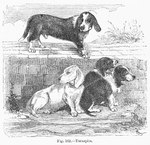 1870 19th_century albin_mesnel alphonse_de_neuville ancient_art animal_genitalia canid canine canis domestic_dog edouard_riou edward_blyth extinct_breed feral floppy_ears genitals group hi_res male mammal monochrome paws plant public_domain quadruped sheath tail traditional_media_(artwork) turnspit_dog