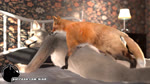 Rating: e
ID: 5615721
Date: 2025-06-02 02:40:20 -0400
Status: pending
Score: 15
2025 3d_(artwork) 3d_animation amaranth_(hiad) animal_genitalia animal_penis animated anthro anthro_on_feral anus ash_(hiad) balls bed bestiality butt canid canine canine_genitalia canine_penis canis digital_media_(artwork) duo female feral flat_chested fox furniture genitals headboard hi_res hiad hot_dogging inside interspecies lamp lying male male/female mammal nightstand on_bed on_front penis pillow sex short_playtime sound true_fox webm wolf post #5615721