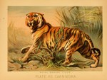 1897 19th_century ancient_art biological_illustration fangs felid feral fur hi_res hugh_craig male mammal pantherine paws plant public_domain quadruped solo striped_body striped_fur stripes tail technical_illustration teeth text tiger traditional_media_(artwork) zoological_illustration