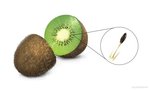 digital_media_(artwork) digital_painting_(artwork) food fruit kiwifruit not_furry nurikabenuri plant seed simple_background white_background zero_pictured zoom_in