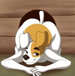 anthro ass_up big_butt brown_body brown_fur butt canid canine canis domestic_dog femboy fur gess11 hi_res looking_at_viewer male mammal reksio reksio_(series) smile smiling_at_viewer solo white_body white_fur