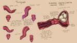 7:4 absurd_res anatomy bodily_fluids cervix description egg english_text female genitals hi_res internal internal_vaginal itsymitsy kobold long_tongue male model_sheet parasite_world penis penis_tongue pussy saliva scalie spermatheca text tongue unusual_anatomy unusual_bodily_fluids unusual_cervix unusual_genitalia unusual_genitalia_placement unusual_penis_placement unusual_pussy unusual_saliva uterus