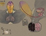 absurd_res anatomy anthro anthro_insect arthropod artist_logo artist_name ball_bulge ball_growth ball_inflation balls balls_expansion bee bladder bodily_fluids body_hair bumble_bee_(species) cock_vore colored cum cum_in_a_cup cum_in_container cutaway diagram digital_media_(artwork) digitigrade dripping epididymis erection expansion foreskin front_view genital_expansion genital_fluids genital_growth genitals glans gooning goreless gradient_penis growth hdyly hi_res hymenopteran infestation infested_cum infesticles inflamation insect inside_balls internal leaking_precum logo male masturbation miel_the_bumblebee neck_tuft nipple_piercing nipples nude nude_anthro nude_male organs parasite penile penis piercing precum precum_drip precum_on_ground precum_string prostate pubes series_(disambiguation) side_profile side_view signature tuft urethra urethra_worm urethral urine vein veiny_penis vore