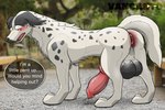 3:2 animal_genitalia animal_penis anus balls big_balls big_penis bird_dog blush bodily_fluids canid canine canine_genitalia canine_penis canis dialogue domestic_dog english_setter english_text feral fur gb_(ginga) genital_fluids genitals ginga_(series) hi_res huge_penis hunting_dog looking_at_viewer male mammal markings penis photo_background photography_(artwork) precum puffy_anus setter shy solo speech_bubble spots spotted_body spotted_fur text vancanto