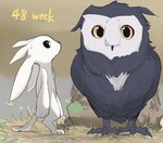 age_progression ambiguous_gender avian beak bird bodily_fluids digital_media_(artwork) feathered_wings feathers guardian_spirit hay ku_(ori) microsoft moon_studios nervous ori_(ori) ori_(series) owl ptkd rock simple_background size_progression sweat tail white_body wings xbox_game_studios young