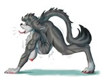 4:3 4_toes anthro athletic athletic_female breasts canid canine canis contortionism feet female flexible floppy_ears folded fur green_eyes grey_body grey_ears grey_fur grey_tail gyy long_ears long_tail mammal nude solo tail toes wolf