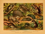 1897 19th_century afrosoricid ambiguous_gender ancient_art biological_illustration colugo eulipotyphlan feral flower fur group hedgehog hi_res hugh_craig mammal membrane_(anatomy) mole_(animal) patagium pen-tailed_treeshrew plant potamogale public_domain quadruped sengi shrew star-nosed_mole tail technical_illustration tenrec text traditional_media_(artwork) young zoological_illustration