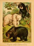 1897 19th_century absurd_res ambiguous_gender ancient_art bear biological_illustration black_body black_fur claws feral fur group hi_res hugh_craig mammal paws plant public_domain quadruped sloth_bear sun_bear syrian_bear technical_illustration text tongue tongue_out traditional_media_(artwork) trio ursine white_body white_fur zoological_illustration