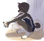 2024 4_toes absurd_res anthro barefoot black_body black_fur black_pawpads bottle breasts brown_body brown_eyes brown_fur canid canine canis circle_eyebrows clothing container crouching curled_tail domestic_dog eyebrows feet female fur hi_res hindpaw inukoro_(kikurage) kemono kikurage kuroshiba_nagomi mammal multicolored_body multicolored_fur pawpads paws school_swimsuit small_breasts solo swimwear tail toes water_bottle white_body white_fur