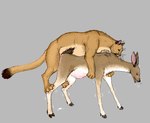 anus balls binocular_doe cervine cougar deer dewclaw_hooves doggystyle duo fallow_deer felid feline female female_penetrated feral feral_on_feral feral_penetrated feral_penetrating feral_penetrating_feral forced from_behind_position genitals grey_background hooves interspecies jeffusherb male male/female male_penetrating male_penetrating_female mammal nipples penetration penile_spines penis perching_position predator/prey predator_penetrating_prey pregnant pussy rape scut_tail sex short_tail simple_background tail vaginal vaginal_penetration