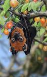 Rating: s
ID: 1661091
Date: 2018-09-24 02:33:56 -0400
Status: active
Score: 17
2012 ambiguous_gender arthropod bat bat_wings beetle biped black_body black_exoskeleton black_fur black_spots black_wings blue_body blue_exoskeleton blurred_background branch brown_body brown_eyes brown_fur clinging digital_media_(artwork) digital_painting_(artwork) duo eupholus exoskeleton facial_markings feral flying_fox folded_wings food fruit fur hanging_from_branch head_markings hi_res in_tree indian_flying_fox insect leaf licking licking_lips light lighting looking_up mammal markings mask_(marking) megabat membrane_(anatomy) membranous_wings multicolored_body multicolored_exoskeleton multicolored_fur nature on_branch outside painting_(artwork) pink_tongue plant predator/prey psithyrus self_lick shadow size_difference snout solo_focus spots spotted_body spotted_exoskeleton tongue tongue_out tree two_tone_body two_tone_exoskeleton two_tone_fur upside_down weevil winged_arms wings post #1661091