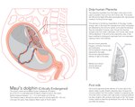 ai_hasegawa ambiguous_gender anatomy cetacean dolphin english_text female feral fetus human internal interspecies interspecies_pregnancy mammal marine placenta pregnant story story_in_description text toothed_whale umbilical_cord video_in_description