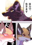 2023 absurd_res ambiguous_gender black_nose blushing_profusely brown_body brown_ears brown_fur canid canine cheek_tuft comic countershading dialogue digital_media_(artwork) duo facial_tuft feral fluffy flustered fox fur heavy_blush hi_res inner_ear_fluff japanese_text kurumilky6 mammal marimo_(kurumilky6) mikan_(kurumilky6) mouth_closed multicolored_body multicolored_fur open_mouth orange_body orange_eyes orange_fur pink_tongue prick_ears quadruped raccoon_dog red_eyes right_to_left speech_bubble tan_body tan_fur tanuki text tongue translated tuft two_tone_body two_tone_fur white_body white_fur white_inner_ear_fluff