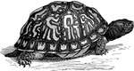 1896 19th_century 4_toes ambiguous_gender ancient_art black_and_white black_line_art box_turtle claws closed_smile common_box_turtle edward_knobel feet feral full-length_portrait monochrome mouth_closed portrait pupils reptile scales scalie shadow shell side_view simple_background smile solo standing tail toe_claws toes traditional_media_(artwork) turtle white_background