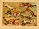 1897 19th_century ambiguous_gender ancient_art biological_illustration brown_body brown_fur countershade_fur countershade_torso countershading domestic_ferret feral fur group gulonine hi_res hugh_craig lagomorph mammal marten mephitid mustelid musteline open_mouth pine_marten plant polecat_(mustelid) public_domain quadruped skunk stoat tail technical_illustration text traditional_media_(artwork) true_musteline weasel zoological_illustration