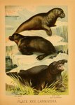 1897 19th_century absurd_res ambiguous_gender ancient_art biological_illustration fangs feral fur group hi_res hugh_craig ice mammal marine open_mouth pinniped plant public_domain sea_bear sea_elephant sea_lion technical_illustration teeth text traditional_media_(artwork) trio whiskers zoological_illustration