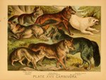 1897 19th_century ambiguous_gender ancient_art biological_illustration canid canine canis coyote fangs feral fur group hi_res hugh_craig jackal mammal open_mouth paws plant public_domain quadruped tail technical_illustration teeth text tongue tongue_out traditional_media_(artwork) white_body white_fur wolf zoological_illustration