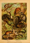 1897 19th_century 5_fingers absurd_res ambiguous_gender ancient_art atelid aye-aye biological_illustration callitrichid cebid claws feral fingers fur group haplorhine hi_res howler_monkey hugh_craig lemur loris lorisoid mammal marmoset monkey new_world_monkey plant primate public_domain slow_loris squirrel_monkey strepsirrhine tail tarsier technical_illustration text traditional_media_(artwork) zoological_illustration