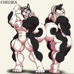 1:1 2015 abs anthro biceps big_muscles black_body black_fur black_nose breasts butt canid canine canis chelsea_(deonwolf) deonwolf domestic_dog english_text female fur genitals hair heterochromia hi_res huge_muscles husky hyper hyper_muscles long_hair mammal model_sheet muscular muscular_anthro muscular_female nipple_dip nipples nordic_sled_dog nude open_mouth pussy raised_tail solo spitz tail text white_body white_fur white_hair wide_hips