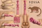 2018 3:2 anatomically_correct anatomically_correct_genitalia anatomically_correct_penis anatomy anatomy_reference animal_genitalia animal_penis anus artist_name balls biological_illustration brown_body brown_fur cheepard close-up colored detailed detailed_genitals detailed_penis digital_media_(artwork) digital_painting_(artwork) directional_arrow disembodied_penis english_text erection euplerid feet feral flared_penis fossa fossa_penis fully_sheathed fur genital_shot genitals hi_res information knot long_penis male mammal measurement measurements metric_unit model_sheet multi_genitalia multi_knot multiple_images nude number penile_spines penis penis_sheet penis_shot penis_tip pink_penis quadruped reference_guide sheath simple_background solo species_name species_sheet standing tagging_guidelines_illustrated tail technical_illustration text the_more_you_know unit vein veiny_penis zoological_illustration