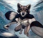 animal_genitalia anthro balls genitals hi_res male mammal nude perspective procyonid raccoon sea sheath solo sunitai tip underwater water