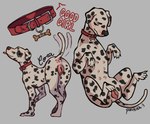 absurd_res animal_genitalia animal_pussy bodily_fluids canid canine canine_genitalia canine_pussy canis collar cora_the_dalmatian_(oc) dalmatian domestic_dog female feral genital_fluids genitals hi_res mammal model_sheet multi_nipple nipples pussy solo tail tail_motion tailwag tongue tongue_out