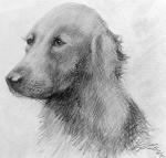 1929 20th_century ambiguous_gender ancient_art bust_portrait canid canine canis dated domestic_dog feral floppy_ears forgery graphite_(artwork) greyscale lol_comments looking_at_viewer low_res mammal monochrome pencil_(artwork) portrait realistic shaded signature sitting solo traditional_media_(artwork) unknown_artist