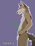 3:4 anthro balls billybobjoey canid canine canis coyote flat_shading fuzzy_balls genitals green_eyes hi_res ill male mammal nausea neck_tuft nipples nude outline pregnant pregnant_anthro pregnant_male side_view simple_background slim solo tail text tuft vector