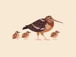 3_toes alex_tomlinson ambiguous_gender animated avian beak biped bird feet feral group mother_(lore) mother_and_child_(lore) parent_(lore) parent_and_child_(lore) sandpiper shorebird sibling_(lore) size_difference stationary_head toes woodcock young young_ambiguous young_feral