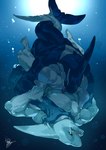 anthro biped blep cetacean dera_kimidori digital_drawing_(artwork) digital_media_(artwork) dolphin fin fish hi_res male male/male mammal marine muscular muscular_anthro muscular_male oceanic_dolphin orca shark teeth tongue tongue_out toothed_whale underwater water