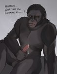 anthro ape black_body black_fur bodily_fluids bonobo chimpanzee cum english_text eye_scar facial_scar fangs fur genital_fluids genitals green_eyes haplorhine hi_res koba_(planet_of_the_apes) lemonxlime looking_at_viewer male mammal masturbation open_mouth pan_(genus) penis planet_of_the_apes primate scar simple_background solo teeth teeth_showing text