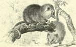 Rating: s
ID: 5572568
Date: 2025-05-14 19:59:07 -0400
Status: active
Score: 11
1911 20th_century ambiguous_gender american_opossum ancient_art claws duo feet feral finger_claws fingers full-length_portrait fur hi_res leaf looking_at_viewer mammal marsupial monochrome mouth_closed plant portrait prehensile_tail sepia side_view signature simple_background sketch snout standing tail tan_background toe_claws toes traditional_media_(artwork) tree unknown_artist unknown_artist_signature virginia_opossum whiskers post #5572568
