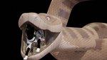 Rating: e
ID: 5481991
Date: 2025-04-04 15:27:27 -0400
Status: active
Score: 35
16:9 3d_(artwork) animal_genitalia animal_penis anonyartist3d asphyxiation barkley_(canine_conundrum) bdsm border_collie canid canine canine_genitalia canine_penis canis clothing cobra collie cuff_(restraint) digital_media_(artwork) domestic_dog duo feral feral_on_feral floppy_ears footwear forced genitals headgear headwear herding_dog hi_res hood knot knotted_penis latex latex_clothing latex_condom latex_footwear latex_headwear latex_hood latex_socks male male/male mammal pastoral_dog penis reptile restraints scalie sharkstuff sheepdog snake socks soft_vore tail tail_cuff unwilling_prey vore widescreen post #5481991