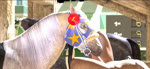 3d_(artwork) 3d_animation animated barn bestiality body_part_in_mouth bridle deep_throat digital_media_(artwork) duo equid equine erection fellatio feral feral_penetrated first_person_view genitals grandstand horse huge_filesize human human_on_feral human_penetrating human_penetrating_feral human_pov humanoid_genitalia humanoid_penis interspecies male male/male male_on_feral male_on_human male_pov mammal multiple_angles oral oral_penetration penetrating_pov penetration penile penile_penetration penis penis_in_mouth racing realistic_feral saddle sex short_playtime sound tack trioami260 webm