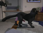 Rating: e
ID: 533415
Date: 2014-09-12 23:49:54 -0400
Status: active
Score: 466
3d_(artwork) 3d_animation 4:3 anal anal_masturbation anal_penetration anatomically_correct anatomically_correct_genitalia anatomically_correct_penis animal_dildo animal_genitalia animal_penis animal_sex_toy animated anus backsack bad_metadata balls big_balls big_dildo bodily_fluids butt cum cum_in_ass cum_inside cum_tube cum_while_penetrated cumlube digital_media_(artwork) dildo dildo_lick dildo_sitting domestic_cat ejaculation equine_dildo erection eyes_closed felid feline feline_genitalia feline_penis felis feral flash_conversion fur gaping gaping_anus genital_fluids genitals h0rs3 hands-free hybrid licking lube male male_penetrated mammal masturbation no_sound nude object_in_ass open_mouth oral orgasm pantherine penetration penis presenting raised_tail realistic_feral sex_toy sex_toy_in_ass sex_toy_insertion shadow shads short_playtime smile solo tail tail_anus the_shadow_of_light tongue tongue_out toying_self veiny_dildo webm post #533415