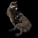 1:1 3d_(artwork) absurd_res alpha_channel anthro digital_media_(artwork) duo guardians_of_the_galaxy hi_res huge_filesize loving_gaze male male/male marvel rescius rocket_raccoon rockyrcoon