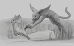 16:10 2024 ambiguous_gender animal_genitalia anthro big_ears claws duo feral fully_sheathed genitals grass greyscale hi_res hooves horn hunting ipoke jumping male mammal monochrome open_mouth outside plant savanna sheath short_tail si'itian speculative_evolution tail teeth widescreen