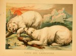 1897 19th_century ambiguous_gender ancient_art bear biological_illustration blood bodily_fluids claws fangs feral fur gore hi_res hugh_craig mammal marine open_mouth pinniped polar_bear predator/prey public_domain seal technical_illustration teeth text traditional_media_(artwork) ursine wet wet_body wet_fur white_body white_fur zoological_illustration