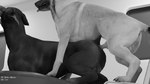 16:9 anal anal_penetration animal_genitalia animal_penis balls black_and_white butt canid canine canine_genitalia canine_penis canis digital_media_(artwork) dobermann domestic_dog ears_back erection feral feral_on_feral feral_penetrated feral_penetrating feral_penetrating_feral fur furniture genitals group herding_dog hi_res knot male male/male male_penetrated male_penetrating male_penetrating_male malinois_dog mammal monochrome open_mouth pastoral_dog penetration penile penile_penetration penis pinscher pivoted_ears sex sheepdog table tail thegoldenshepherd widescreen