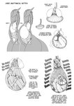 anatomy anthro anthro_pred ashe_(shyguy9) big_breasts biped bloated bodily_fluids breasts covering covering_ears diagram digestion digital_media_(artwork) dragon english_text esophageal_sphincter esophagus featureless_face female female_anthro female_human female_pred female_prey forced fully_inside guts heart_(organ) heartbeat hi_res human human_prey information inside_stomach internal intestines larger_pred long_neck lung male male_prey mammal monochrome mythological_creature mythological_scalie mythology oral_vore organs scalie semi-anthro shyguy9 silhouette size_difference smaller_prey spine stomach stomach_acid text thick_thighs unwilling_prey vore