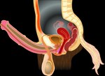 Rating: e
ID: 4014900
Date: 2023-04-25 23:56:00 -0400
Status: active
Score: 43
alpha_channel anatomical_diagram anatomy anatomy_chart anatomy_reference animal_genitalia animal_penis anthro anus balls big_balls biological_illustration bladder bone brown_body brown_fur cervix chart cross_section detailed digital_drawing_(artwork) digital_media_(artwork) equid equine equine_genitalia equine_penis erection fallopian_tubes fk2169 flared_penis fur genitals herm hi_res horse internal internal_anal internal_vaginal intersex maleherm mammal medial_ring medical_illustration organs ovaries penis prostate reproductive_anatomy science_fiction simple_background solo spine tail technical_illustration transparent_background urethra uterus vertebrae vulva white_tail post #4014900