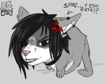 5:4 angry black_hair choker domestic_cat ear_piercing evelyne_(spikethefurry) felid feline felis female feral fur grey_body grey_fur hair hi_res industrial_piercing jewelry mammal necklace piercing pink_nose solo spike_the_furry white_body white_fur