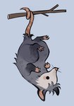 Rating: s
ID: 5589642
Date: 2025-05-21 23:49:12 -0400
Status: active
Score: 22
ambiguous_gender american_opossum branch feefal feral fur grey_body grey_fur hanging_by_tail hi_res mammal marsupial prehensile_tail snout solo tail toony upside_down whiskers post #5589642