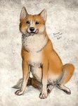 2016 akita akita_inu ambiguous_gender black_nose brown_eyes canid canine canis dated domestic_dog feral fur glistening glistening_eyes hi_res licking licking_lips licking_own_lips looking_at_viewer mammal orange_body orange_fur pink_tongue rufciu signature sitting slightly_chubby slightly_chubby_ambiguous slightly_chubby_feral solo spitz tan_body tan_fur tongue