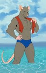 5:8 absurd_res anthro beach clothing fuzzylynx grey_body hi_res male mammal murid murine rat rodent sea solo swimwear tail towel underwear water