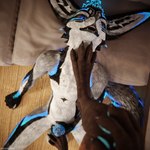 Rating: e
ID: 5620676
Date: 2025-06-04 13:35:10 -0400
Status: active
Score: 47
1:1 3d_(artwork) absurd_res animal_genitalia animal_penis anthro anthro_on_anthro ball_squeeze ballbusting balls bdsm biped black_body black_claws black_fur blender_(artwork) blender_cycles blue_body blue_fur blue_penis bodily_fluids brown_body brown_fur canid canine canine_genitalia canine_penis canis claws clothing cock_and_ball_torture crush cum cum_drip cum_dripping_from_penis cum_on_feet cum_on_penis depth_of_field digital_media_(artwork) dominant dragonplayer dragonplayer_(character) dripping duo erection feet foot_fetish foot_on_balls foot_on_chest foot_on_neck foot_play fox foxyeen fur genital_fluids genital_torture genitals grey_body grey_fur hair hi_res hindpaw inside jex jexouium knot knotted_penis living_room male male/male mammal masturbation moan multicolored_body nude on_ground open_mouth orgasm pain pawpads paws penile penile_masturbation penis reflection rexouium sex sitting sitting_on_ground slim slim_anthro slim_male slim_sub smile standing standing_on_another standing_on_balls stepped_on stomping_on_balls submissive submissive_male tail teeth toe_claws toes torture trampling white_body white_fur post #5620676