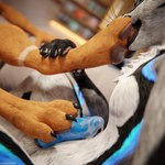 1:1 3d_(artwork) 4_toes 4k absurd_res animal_genitalia animal_penis anthro anthro_on_anthro balls biped black_body black_fur blender_(artwork) blender_cycles blue_body blue_fur blue_penis bodily_fluids brown_body brown_fur canid canine canine_genitalia canine_penis canis claws close-up clothing cum cum_drip cum_dripping_from_penis cum_on_belly cum_on_body cum_on_penis depth_of_field digital_media_(artwork) digitigrade dominant dragonplayer dragonplayer_(character) dripping duo erection feet foot_fetish foot_grab foot_in_mouth foot_lick foot_on_penis foot_play foot_suck footjob fox fur furniture genital_fluids genitals grey_body grey_fur hair hand_on_leg hi_res hindpaw holding_leg inside jex jexouium knot licking living_room looking_down male male/male mammal multicolored_body nude on_sofa open_mouth orgasm pawpads paws penis reflection rexouium rolen sex sitting sitting_on_sofa slim slim_anthro slim_male slim_sub smile sofa submissive submissive_male sucking tail tan_body tan_fur teeth toe_claws toe_in_mouth toe_suck toes tongue white_body white_fur